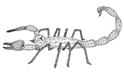 Vector illustration of a scorpion. Abstract linear insect.