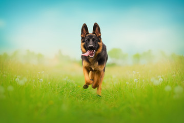 German shepherd puppy  in natural environment