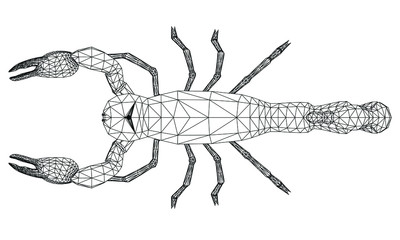 Vector illustration of a scorpion. Abstract linear insect.