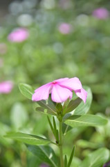 Fototapeta premium pink lily in the garden