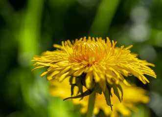 Dandelion
