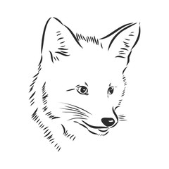 Fox portrait. Hand drawn vector illustration. Can be used separately from your design. portrait of a Fox, Fox head vector sketch illustration