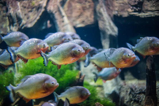 piranha fish in the aquarium