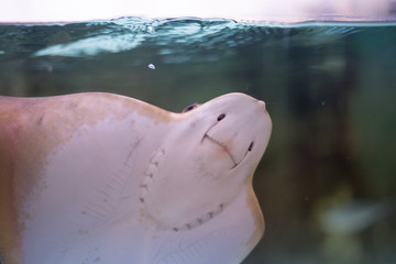 fish electric ramp in the oceanarium in Russia