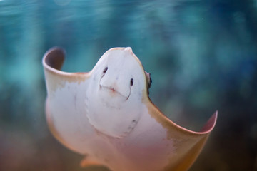 Electric stingray fish floats in the depths of sea water