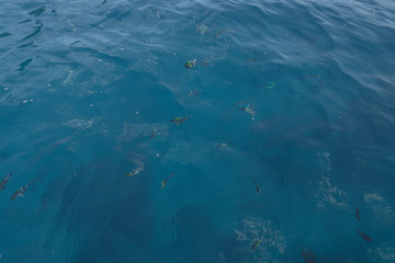 fish in the water - Koh Nang Yuan Thailand March 2020