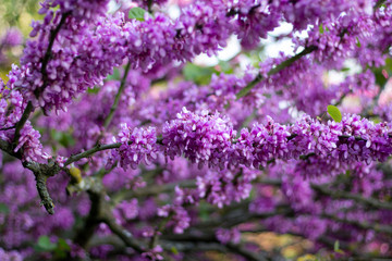 Judasbaum blüht im Frühling