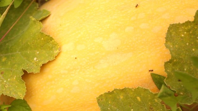 Ants climb a pumpkin. Insects.