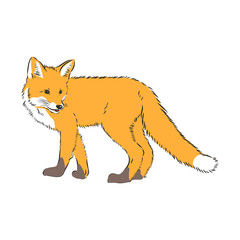 fox,vector image,side view picture isolated on white background,full length, wild red Fox vector illustration