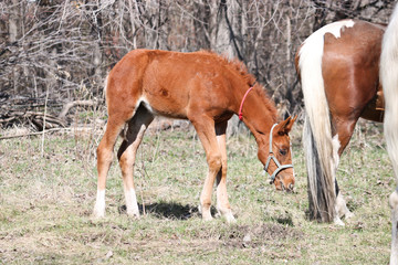 Naklejka na ściany i meble A two-week-old foal learns to graze outdoors in early spring. Cute pet