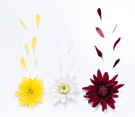 Big Selection of Various Flowers Isolated on White Background.