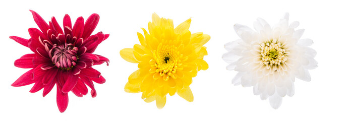Big Selection of Various Flowers Isolated on White Background.