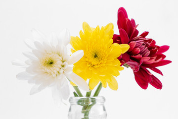 Big Selection of Various Flowers Isolated on White Background.