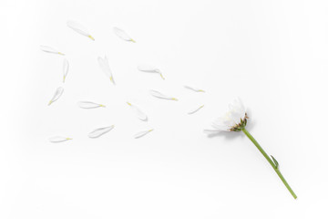 white flower isolated on white background
