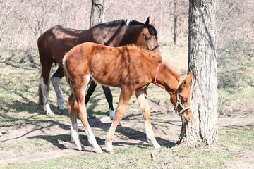 A two-week-old foal learns to graze outdoors in early spring. Cute pet