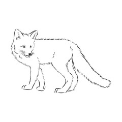 Hand drawn fox, vector illustration. See also other sets of animals. wild Fox vector illustration