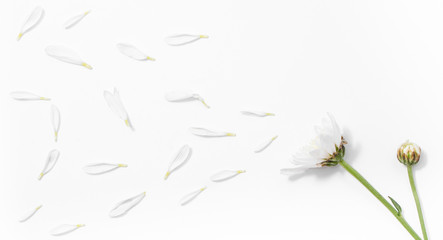 white flower isolated on white background
