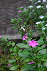 A butterfly flying in the garden