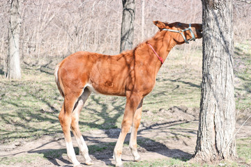 A two-week-old foal learns to graze outdoors in early spring. Cute pet