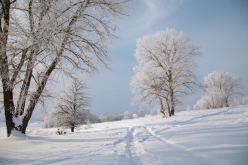 Landscape with trees in the snow