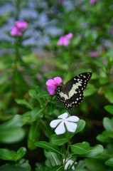 A butterfly flying in the garden