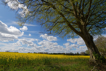 Fototapeta premium Blühender Raps
