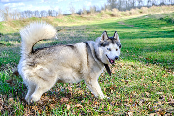 Dog breed husky in the Park on the green grass in the spring in a playful mood.