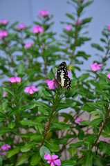 A butterfly flying in the garden