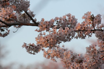 夕暮れの桜