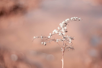 frost on the branches