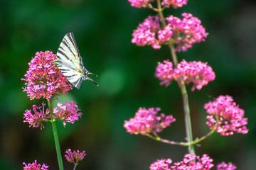 Iphiclides feisthamelii a beautiful butterfly