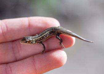 lizard in hand close-up in partial blur.