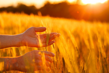 Farmer's hands examining crops in the sunset light
