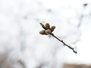 New winter buds of a cherry tree prunus avium with green sepals and white petals sprouting in German orchard in spring. Close-up macro shot with background blur and copy space, horizontal format