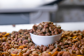 Dry pet food in a white ceramic bowl