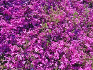 Obraz premium 芝桜 愛媛県西条市禎瑞７