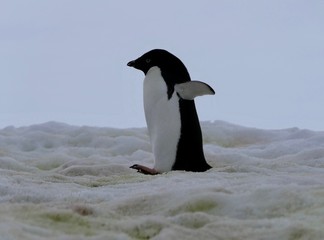 Adelie penguin in Antarctica walking on snow, closeup, at Stonington Islands