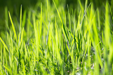 Gras Wiese Nahaufnahme mit Sonnenlicht