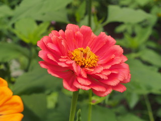 Obraz premium Rosy petals of a budding zinnas. Photo on the background of green leaves of plants. Floriculture.