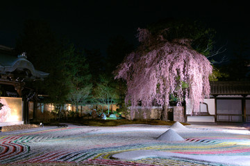 Illuminated garden night cherry blossoms.