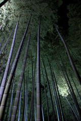 Fototapeta na wymiar The night of quiet bamboo forest