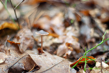 autumn leaves on the ground