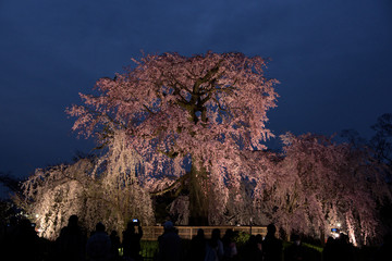 Big cherry tree illuminated night.
