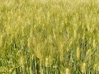 はだか麦畑　愛媛西条３