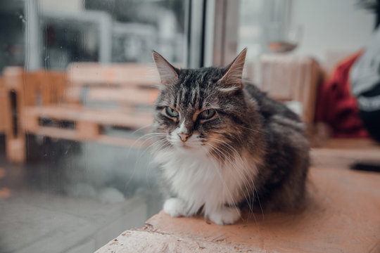 A green eyed furry cat with long white mustaches sitting beside a wet window in cat cafe. Pet cafe in rainy day. A grey kitten with black stripes on forehead and white breast and paws. Need a friend