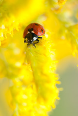 ladybug on yellow flower