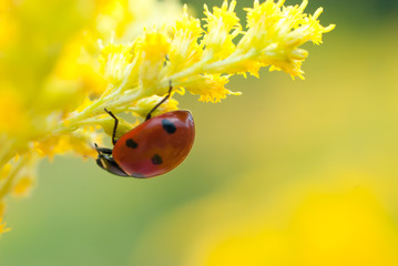 ladybug on yellow flower