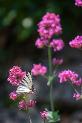 Iphiclides feisthamelii a beautiful butterfly