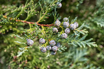 Cones on the tree Chamaecyparis lawsoniana Allumi