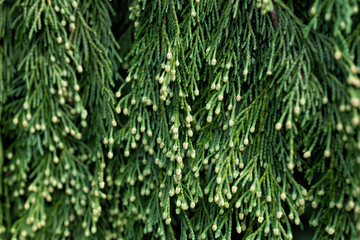 Tree branches of Chamaecyparis nootkatensis closeup